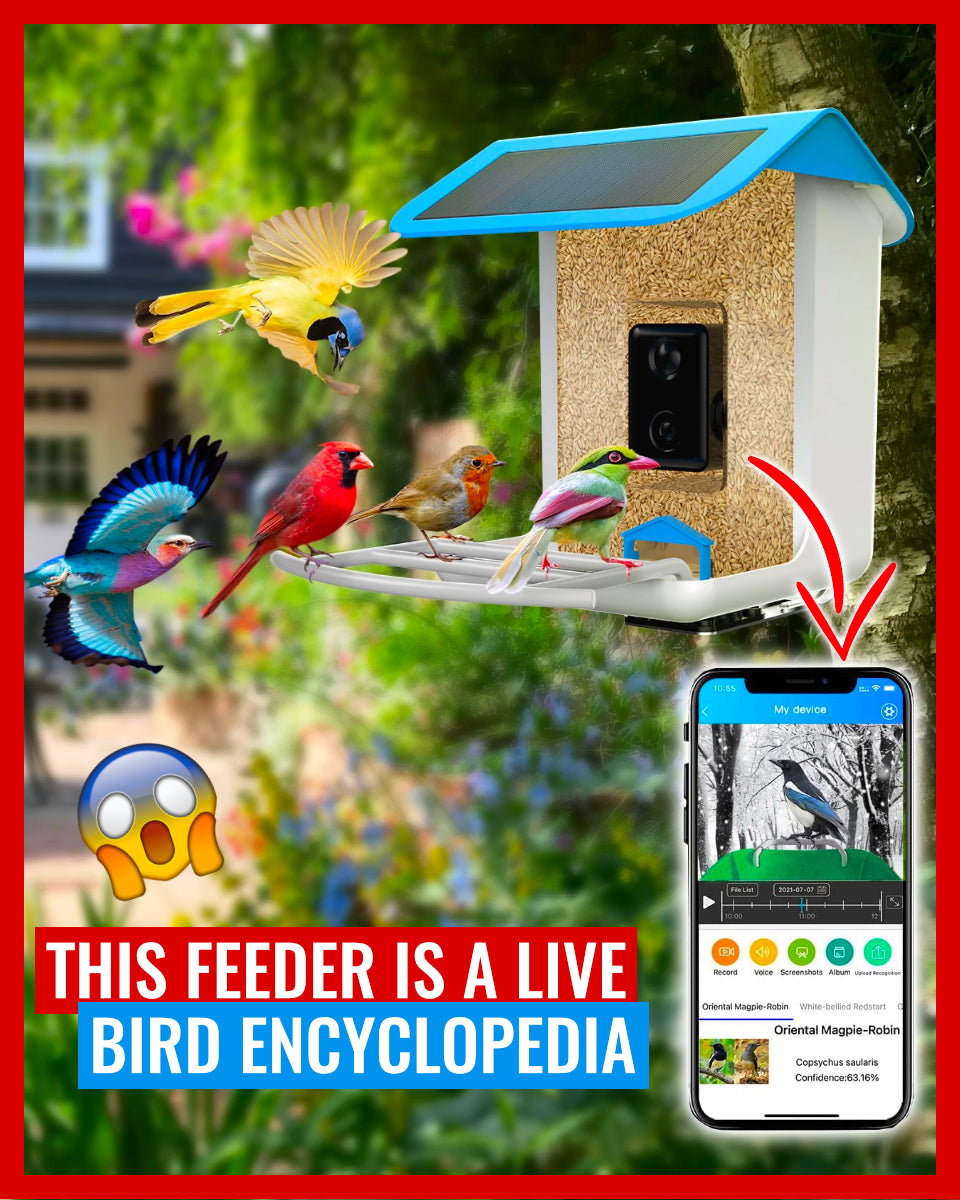 Cam Feed - Bird Feeder With Camera